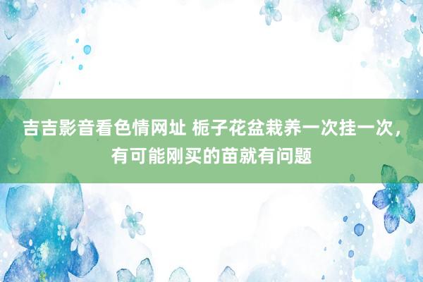 吉吉影音看色情网址 栀子花盆栽养一次挂一次，有可能刚买的苗就有问题