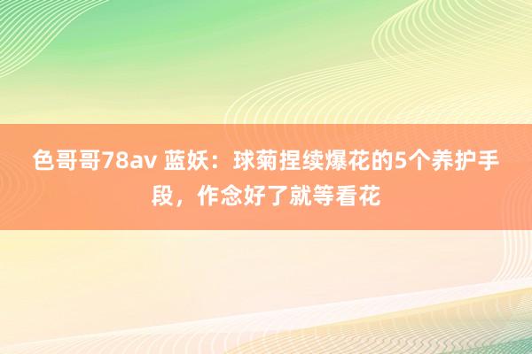 色哥哥78av 蓝妖：球菊捏续爆花的5个养护手段，作念好了就等看花