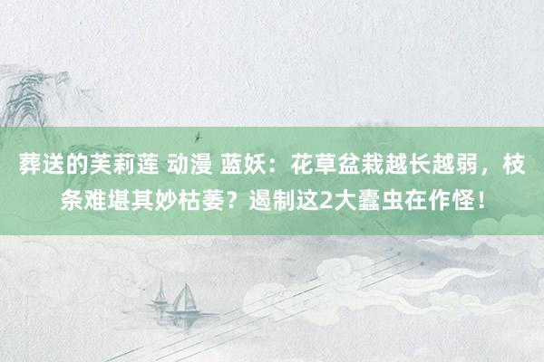 葬送的芙莉莲 动漫 蓝妖：花草盆栽越长越弱，枝条难堪其妙枯萎？遏制这2大蠹虫在作怪！