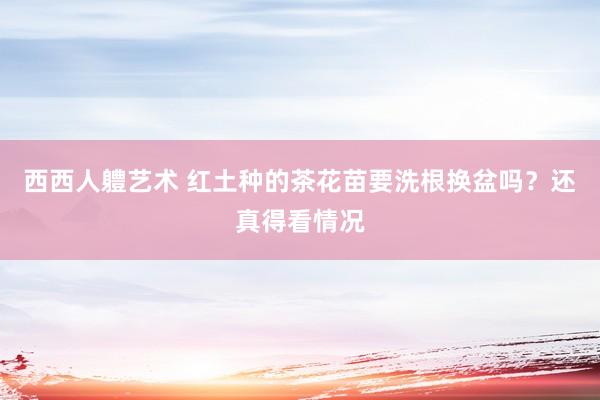 西西人軆艺术 红土种的茶花苗要洗根换盆吗？还真得看情况